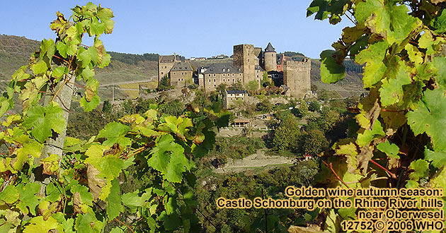 Golden Wine autumn season Schonburg on the Rhine River hills.